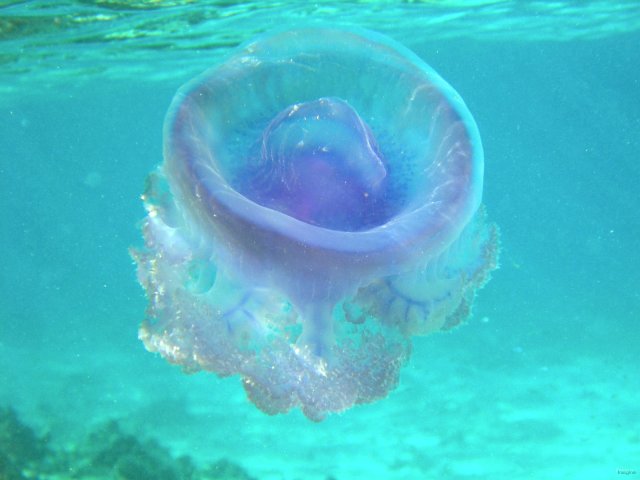 43- Une enorme et belle meduse 